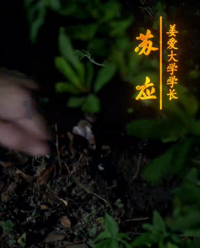 梦假成真(50集)明鹏&姜悦